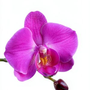 Orchid Gardening Guide in Spanish by Amazon Kindle-0