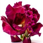 Orchid Gardening Guide for Kindle-0