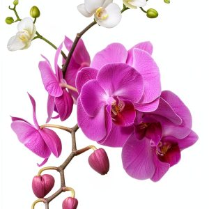 Orchid Care Guide Kindle Edition by Houseplant Care Mastery-0