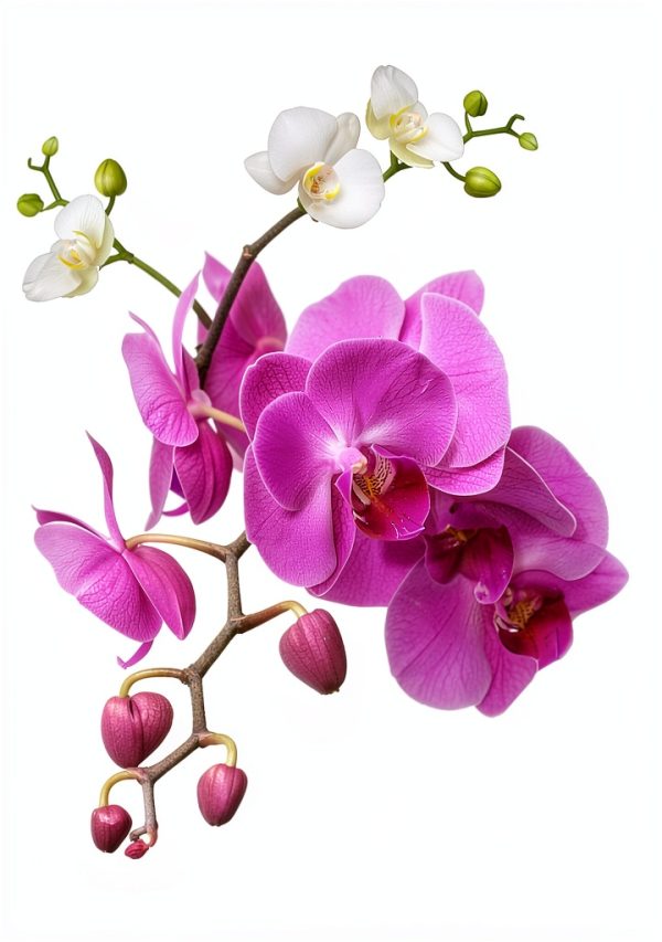 Orchid Care Guide Kindle Edition by Houseplant Care Mastery-0