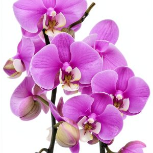 Orchid Gardening Guide Kindle Edition by GreenThumb Press 58‑Page-0