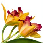 Orchid Gardening Guide by Loco Media Kindle Edition-0