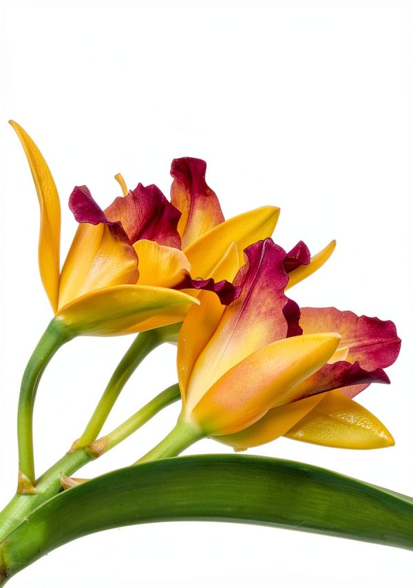 Orchid Gardening Guide by Loco Media Kindle Edition-0