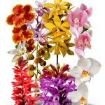 Orchid Gardening Guide University of Chicago Press Kindle Edition 2022-0