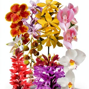 Orchid Gardening Guide University of Chicago Press Kindle Edition 2022-0