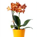 Orchid Gardening Guide for Beginners-0