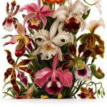 Orchid Gardening for Beginners by Carousel Books-0