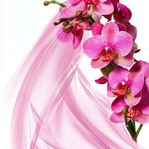 Orchid Care Guide 3rd Edition Kindle eBook by Orchid Experts-0