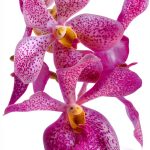 Orchid Gardening Guide Kindle CompanionHouse Books Care Manual-0