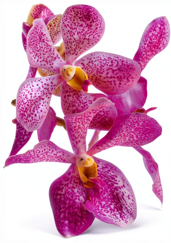 Orchid Gardening Guide Kindle CompanionHouse Books Care Manual-0