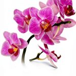 Orchid Gardening Guide Spanish Kindle by Babelcube 35‑Page PDF-0