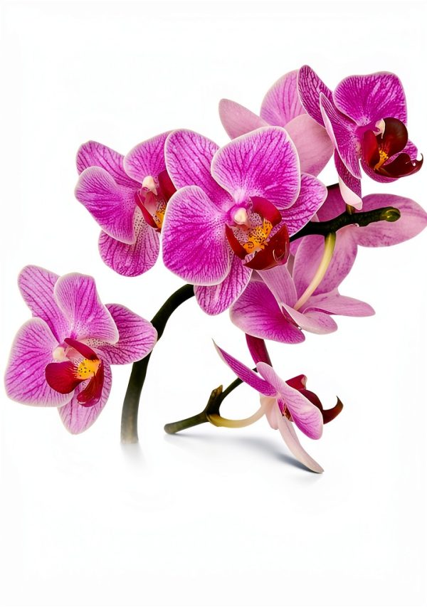 Orchid Gardening Guide Spanish Kindle by Babelcube 35‑Page PDF-0