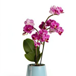 Indoor Plants for Beginners: A Comprehensive Guide to Growing Orchids-0