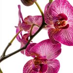 Botanic AI Orchid Gardening Kindle eBook Guide 2023 Edition-0