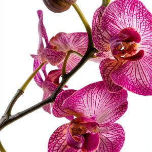 Botanic AI Orchid Gardening Kindle eBook Guide 2023 Edition-0