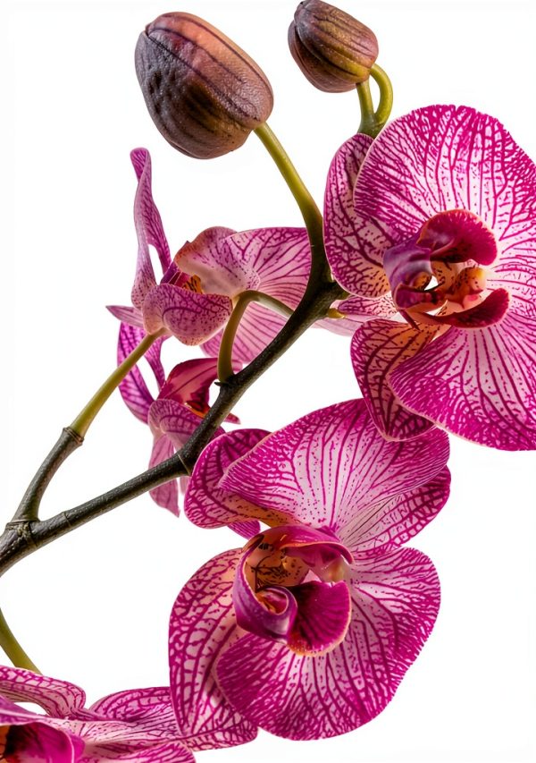 Botanic AI Orchid Gardening Kindle eBook Guide 2023 Edition-0