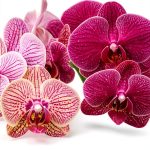 Orchid Gardening Guide Kindle by GreenThumb – 161 Page eBook-0