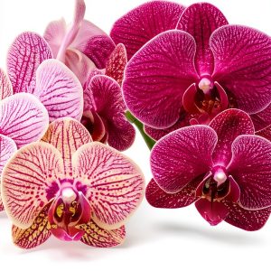 Orchid Gardening Guide Kindle by GreenThumb – 161 Page eBook-0