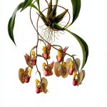 Orchid Gardening Guide by University of Chicago Press-0