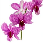 Orchid Gardening Guide by Design Originals Kindle Edition-0