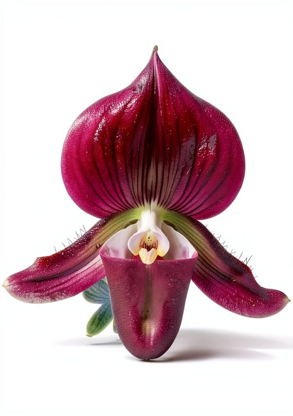 Orchid Gardening Guide for Beginners - Kindle Edition-0