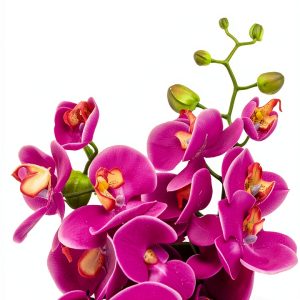 Orchid Gardening Guide for Kindle-0