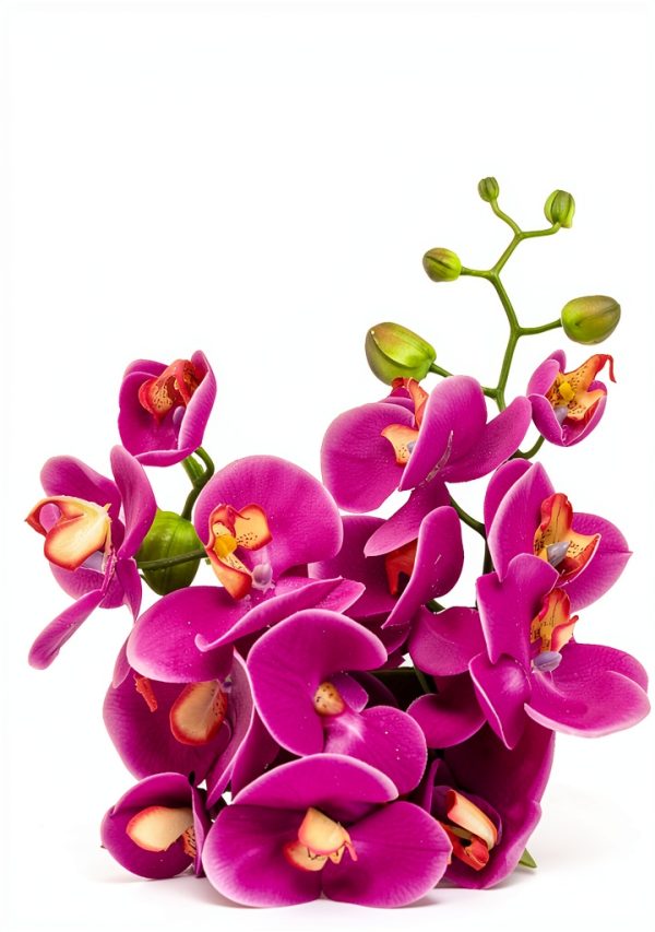 Orchid Gardening Guide for Kindle-0