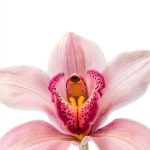 OrchidCareZone Orchid Gardening Guide Kindle Edition-0