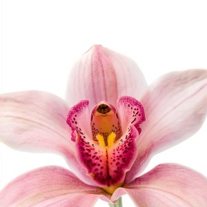 OrchidCareZone Orchid Gardening Guide Kindle Edition-0