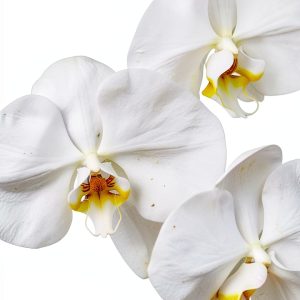 Orchid Gardening Guide for Kindle-0