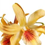 Orchid Care Guide Kindle eBook by OrchidCareZone - 74 Page Handbook-0