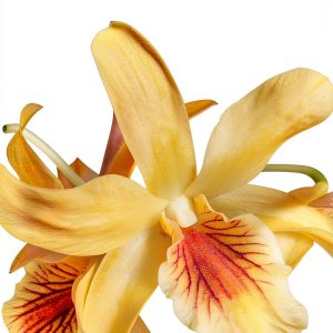 Orchid Care Guide Kindle eBook by OrchidCareZone - 74 Page Handbook-0
