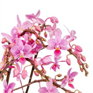 Orchid Gardening Guide by DK Kindle eBook 442‑Page Handbook-0