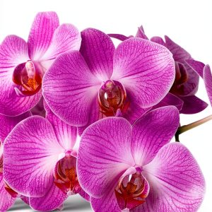 Tropical Orchid Gardening Guide Kindle Edition by GreenThumb Press-0