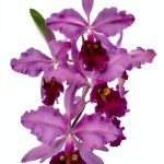 Orchid Gardening Guide by Chadwick & Son, Orchids, Inc-0