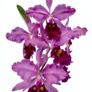 Orchid Gardening Guide by Chadwick & Son, Orchids, Inc-0