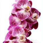 Tropical Orchid Gardening Guide by Amazon – 162‑Page Kindle eBook-0