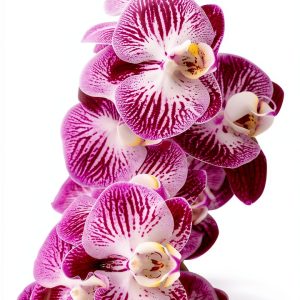 Tropical Orchid Gardening Guide by Amazon – 162‑Page Kindle eBook-0