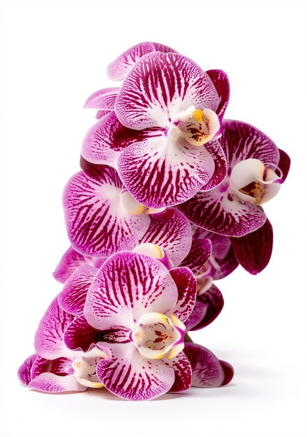 Tropical Orchid Gardening Guide by Amazon – 162‑Page Kindle eBook-0