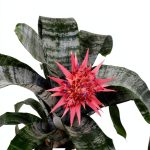 Orchid Gardening Guide by Cool Springs Press Kindle Edition 351 Pages-0