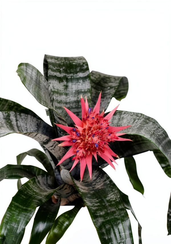 Orchid Gardening Guide by Cool Springs Press Kindle Edition 351 Pages-0