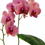 Chronicle Books Orchid Gardening Kindle eBook 260‑Page Handbook-0