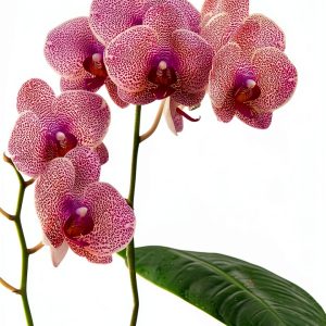 Chronicle Books Orchid Gardening Kindle eBook 260‑Page Handbook-0